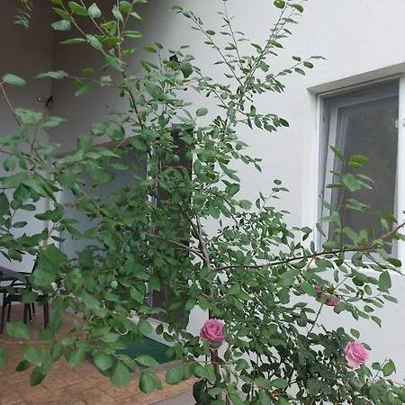Villa Romelia - Select Apartments Vadu Exterior foto